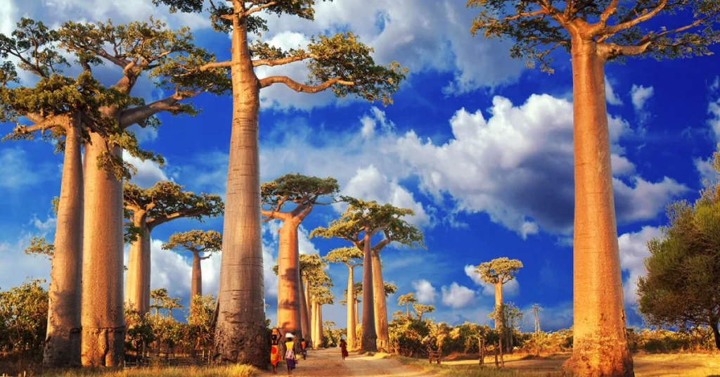 Avenue of the Baobabs in Madagascar visaboards