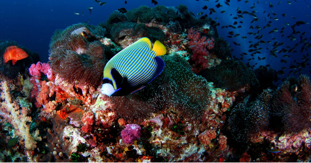 Buccoo Reef (Tobago) visaboards