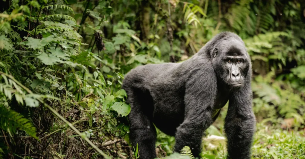 Bwindi Impenetrable National Park in Uganda visaboards
