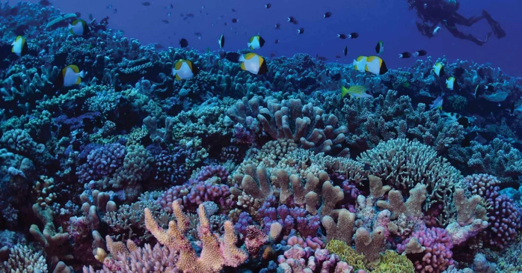 Great Barrier Reef (Queensland) australia visaboards
