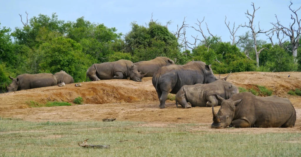 Hlane Region in Eswatini visaboards