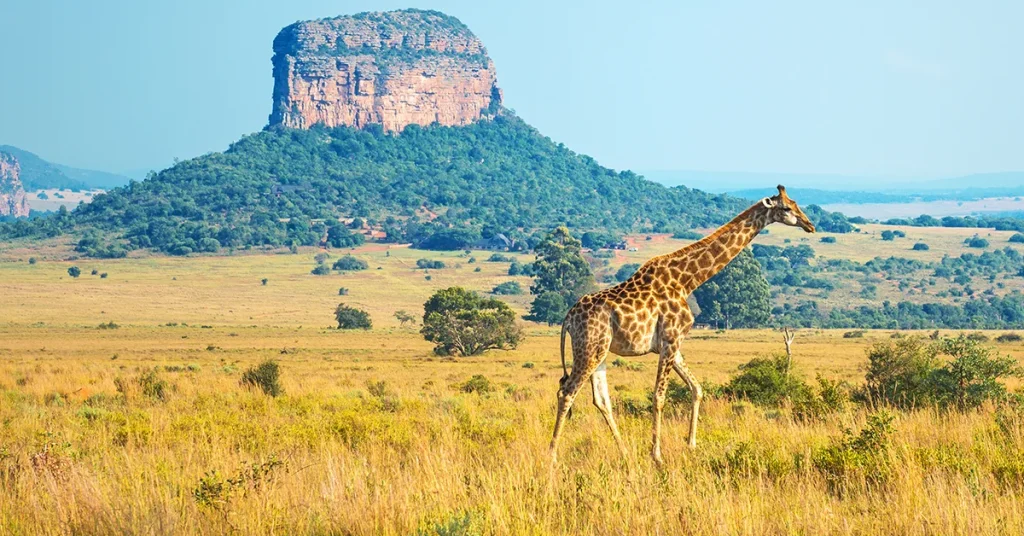 Kruger National Park in South Africa visaboards