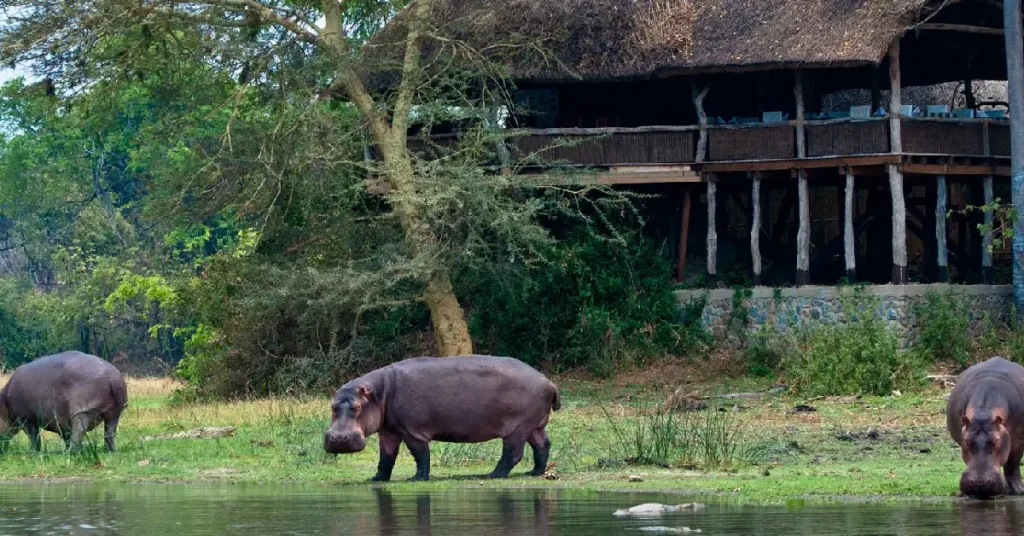Mvuu Lodge (Liwonde National Park – Riverfront Safari) visaboards