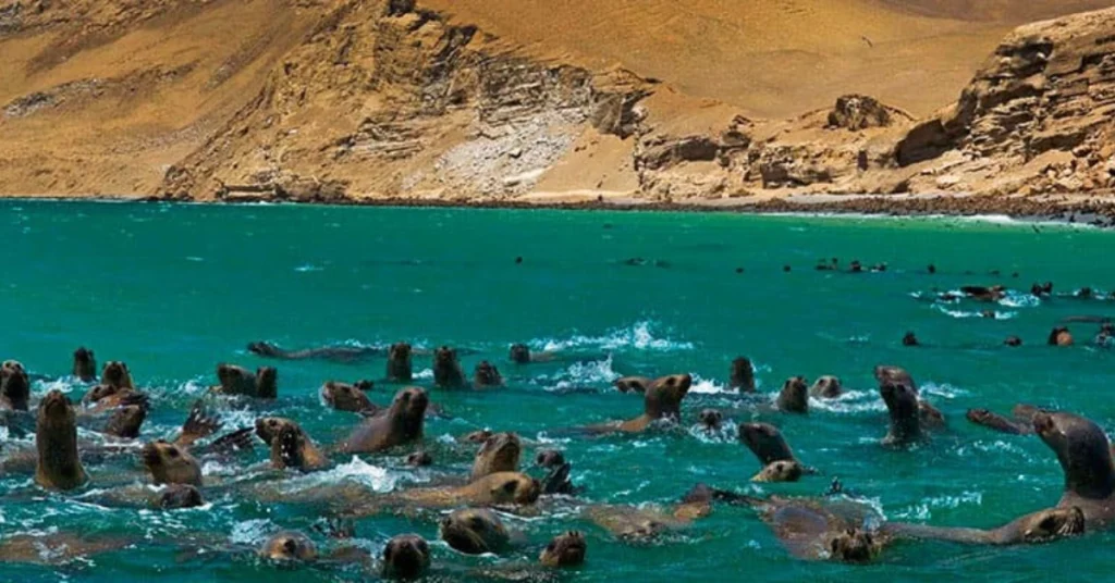 Paracas in Peru VISABOARDS