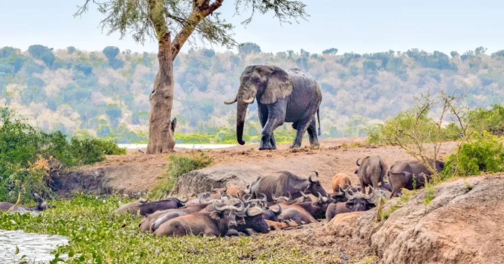 Queen Elizabeth National Park in Uganda visaboards