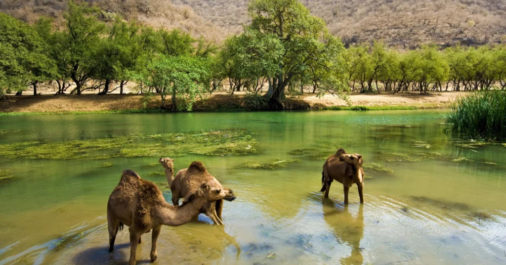 Salalah in Oman visaboards