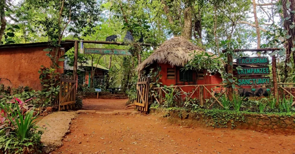 Tacugama Chimpanzee Sanctuary in Sierra Leone visaboaerds